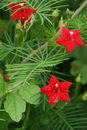 Cypress vine